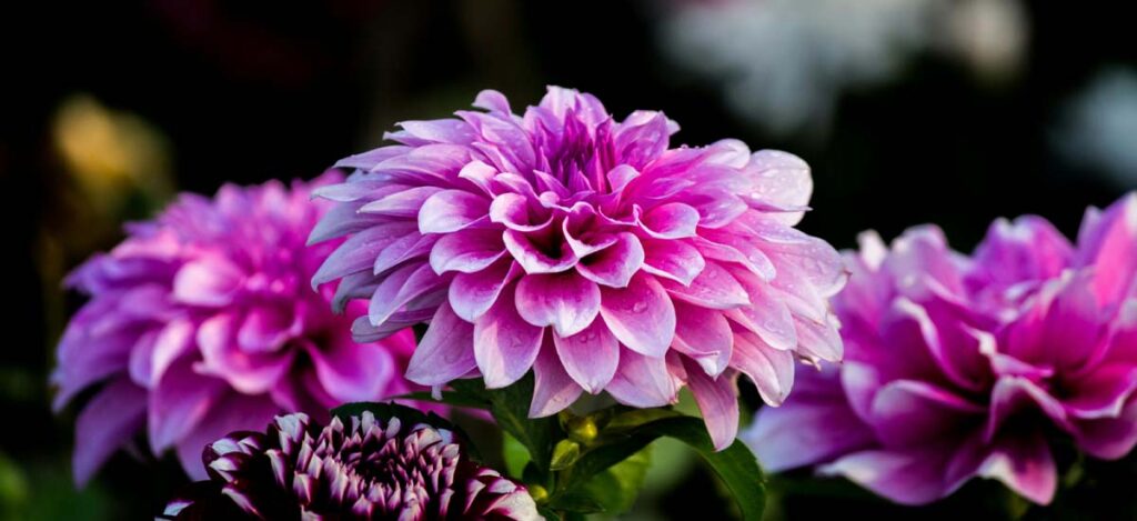 Mixed bouquet for any occasion – just because flowers