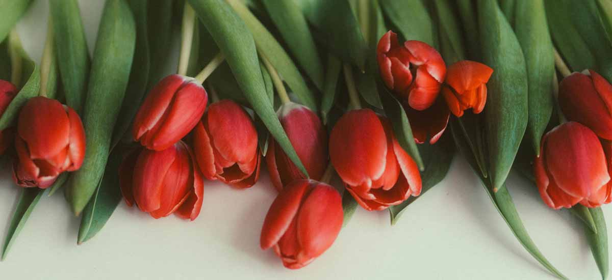 Spring tulips bouquet – seasonal flowers and their meanings